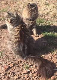 We have worked too many years to develop our congocoon type of maine coon, to have our name hijacked by an imposter! Sweeney Farm Alpine Tx Maine Coon Cats And Kittens