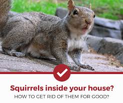 By adopting an integrated approach to squirrel control and being persistent, you can prevent damage and keep these nuisance animals at bay. Getting Rid Of Squirrels In Your House Attics Walls Etc Pest Strategies