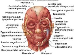 Cutaneous Lip Diagram Facialmuscles Lateral View Facial