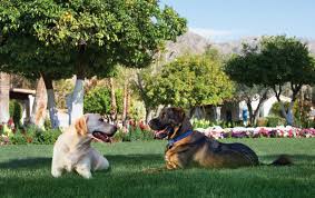 palm springs dog friendly hotels