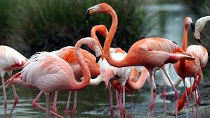 RÃ©sultat de recherche d'images pour "flamants roses"