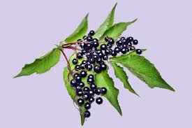 is elderberry really good for kids