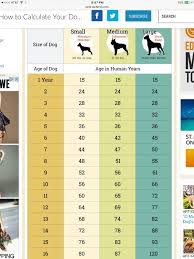 Dog Years Vs Human Years Its Not The 7 Weve All Heard Our