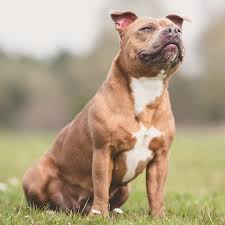 Most staffordshire bull terriers will live peacefully with the dogs and cats in their own family. Is A Staffordshire Bull Terrier Right For Your Family Greencross Vets