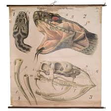 Anatomical Chart Of Snake Illustration Snake Science