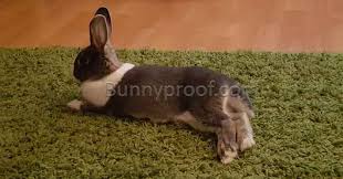 Best Floor For My Bunny Enclosure