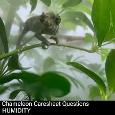 chameleon environment humidity