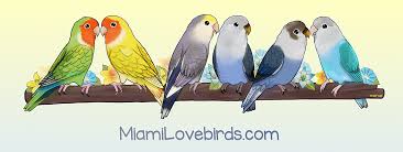 welcome to miamilovebirds com
