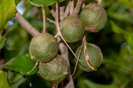 hawaii s macadamia nut industry owes