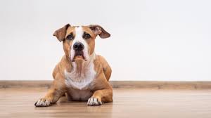 colitis in dogs symptoms and treatment