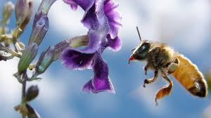 free beautiful honey bee hd