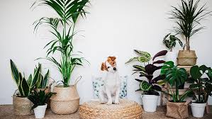 10 Plants That Are Safe For Your Pets