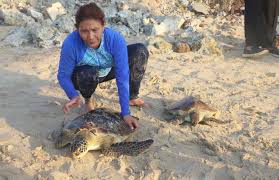 Other causes for the decline of sea turtles include the development and degradation of nesting beaches, degradation of feeding habitats, entanglement of. Endangered Green And Hawksbill Turtles Released Back Into The Sea