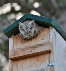 Attracting Great Horned Owls Nest