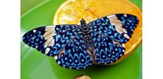 TOP 20: Les plus beaux Papillons du monde | Rêve de Papillon