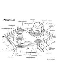 plant cell diagram packet tim s