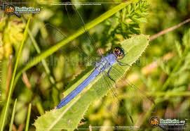 Dragonflies And Damselflies