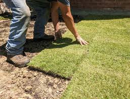 How to get rid of crabgrass naturally. How To Plant And Grow Zoysia Grass Propertyclub