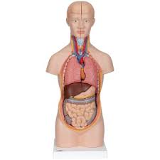 The internal organs in a semi transparent male body torso model with male or female organs inner structure. Torso Model Human Body Model