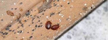 Ways To Prevent Bed Bugs