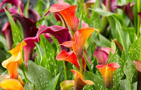 how to grow calla lilies high country