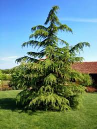 Learn How To Prune An Overgrown Cedar Tree