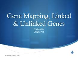 ppt gene mapping linked