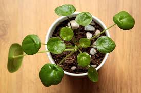 Is Pilea Toxic To Cats Keeping Your