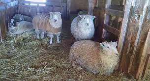 Sheep Behaviour And Welfare