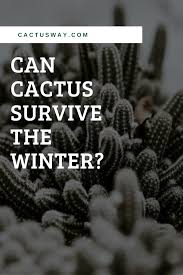 Cacti are known for their ability to survive the blazing hot, dry temperatures of desert environments, but what about cold temperatures? Can Cactus Survive The Winter Cactus Cactus Types Cactus Facts
