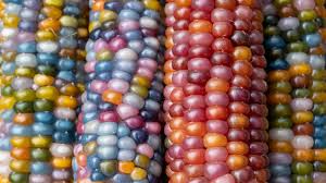 what is glass gem corn and why is it so