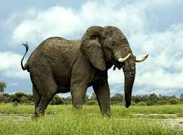 Elephant Facts gambar png