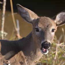 Start a bit farther away from the feeder to get the deer used to the idea of having corn in the area. Keep Deer Away From Your Plants And Garden Without Building A Fence Dengarden