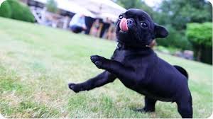 See more ideas about cute pug puppies, pug puppies, cute pugs. I M Ready For My Closeup Pug Puppy Chases Camera Cute Pug Puppies Pugs Funny Pug Puppies