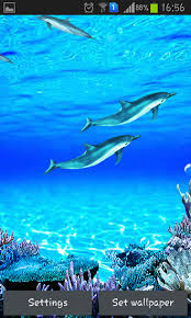 dolphins sounds live wallpaper for