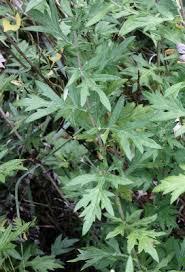 Artemisia vulgaris - Michigan Flora