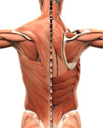 Upper back muscle that is the cervical and thoracic back muscles are divided in three layers. Lower Back Pain Muscles Ligaments Buxton Osteopathy Clinic