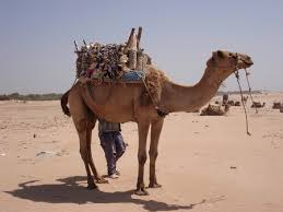 Microsoft's implementation of a directory server, and an ldap compatible directory servier. How Camels Are Integrated In Moroccan Labour