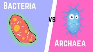 5 3 prokaryotes bacteria and archaea