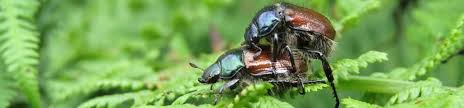 Uk Beetle Recording Uk Beetle Recording