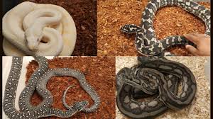 carpet python collection update 3