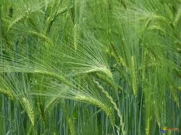 Résultat de recherche d'images pour "image champs blé"