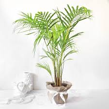 Palm Plants In India Best Air