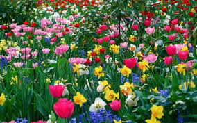 colorful flowers garden hd image