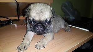 Pug puppies are incredibly popular, so getting your hands on one available for adoption might be difficult. Akc Pug Puppy For Sale In Houston Texas Classified Americanlisted Com