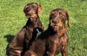 I know of a few places you can find pudelpointer puppies. Pudelpointer Vs Brittany Breed Comparison Mydogbreeds
