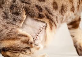 Please be aware proceeding with the spay surgery this will ensure that the spay incision is kept clean and dry after surgery and is less likely to become infected. Surgical Wound Closure In Cats Following Spaying Animals Mom Com