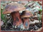 Resultado de imagem para boletus erythropus