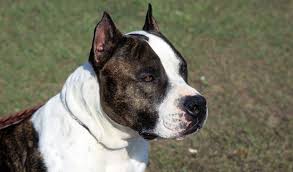 All colors are equally acceptable except blue, which is a serious fault. American Staffordshire Terrier Breed Information