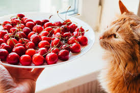 We all know that as we experience it whenever we eat ice cream, drink slurpee or consume similar cold drinks. Can Cats Eat Cherries And How To Feed Them Best Tips For Pets Baby Kittchen